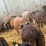 10 Continental Bull Weanlings Image 5