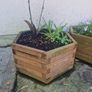 Planters Image 2