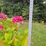 Hydrangea Image 3
