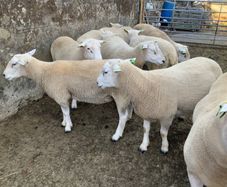 For Sale, Milltown Mart, Co Kerry.  Sat. Sept 19th
