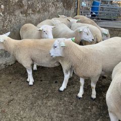 For Sale, Milltown Mart, Co Kerry.  Sat. Sept 19th