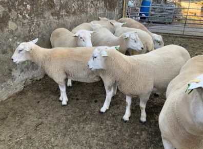 Lleyn Hogget Rams for sale