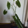Philodendron paraiso verde plant Image 2