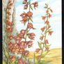 1993 Ireland Fauna & Flora Irish Orchids Commemorative Stamps Maximum Cards Mint Image 4