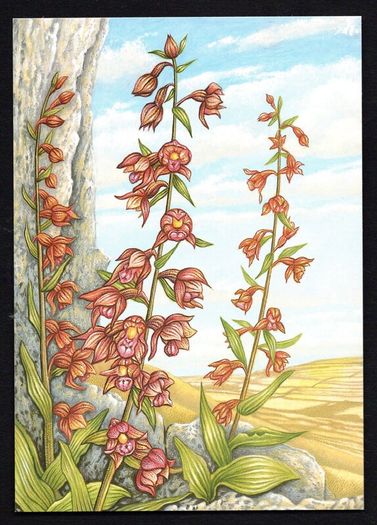 1993 Ireland Fauna & Flora Irish Orchids Commemorative Stamps Maximum Cards Mint