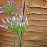 Agapanthus Plants Image 7