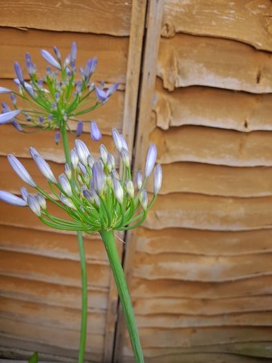 Agapanthus Plants
