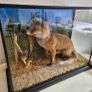 Taxidermy Fox & Buzzard Image 3
