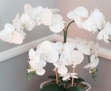 fake orchid
