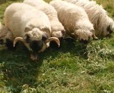 5 Valais Blacknose Breeding Rams for sale