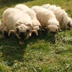 5 Valais Blacknose Breeding Rams for sale