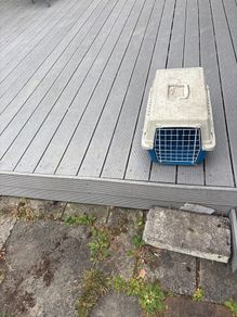 cat carrier