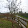 Mature Trees Image 9