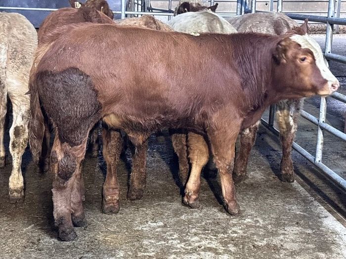 9 top quality suckler bred bull Weanlings for sale