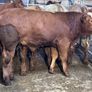 9 top quality suckler bred bull Weanlings for sale Image 9