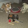 Our Generation Pets Image 3