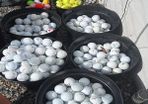 Golf Balls Golf Balls Golf Balls