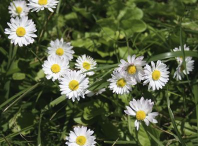 (D) Lawn Daisy Seeds 0.2g (883171)