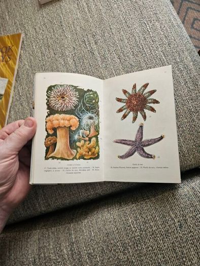 Animals And Plans Of The Sea. Authors: G. Mandahl-barth And M.l. Bauchot  Illustrator: Henning Anthon  Publisher: Fernand Nathan. Beautiful Illustrated Paperback In Good Condition.  See Photos For Same.