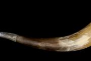 Wall decoration horn with 875 silver