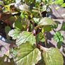 Ajuga reptans (Bugleweed) Image 3