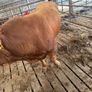Bull Image 2