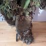 ghillie Image 9