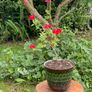 Potted Salvia Hot Lips Image 5