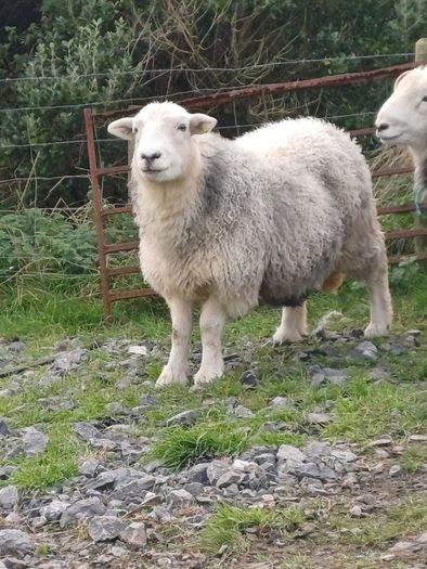 Herwick ram and 4 ewes for sale