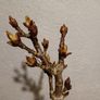 Bonsai Horse Chestnut in Pot Image 3