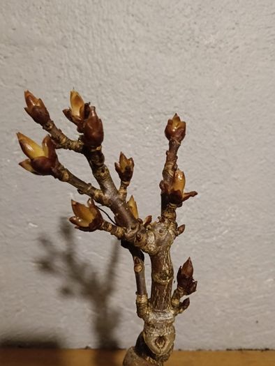 Bonsai Horse Chestnut in Pot