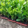 Laurel Hedging Image 3
