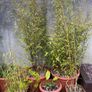 bamboo plants different varieties Image 6