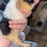 baby guinea Image 2