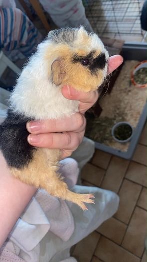 baby guinea