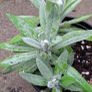 Pearly everlasting Image 3