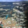 Juwel corner tank free Image 2