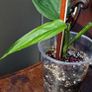 Monstera Obliqua Colombia Image 4