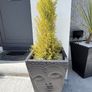 Buddha  Plant Pots x 2 with plants Image 2