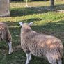 Lambs Image 4