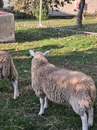Lambs