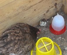 pekin