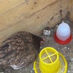 pekin