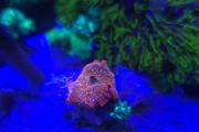 Marine Mashroom Coral