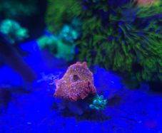 Marine Mashroom Coral
