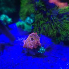 Marine Mashroom Coral