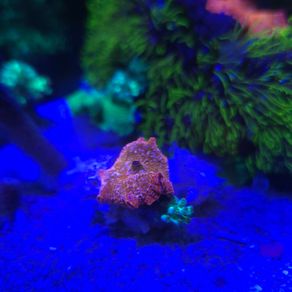 Marine Mashroom Coral