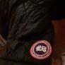 Canada Goose Image 2