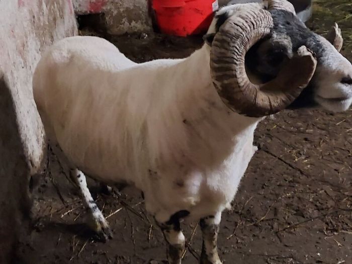 Lanark Ram