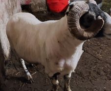 Lanark Ram